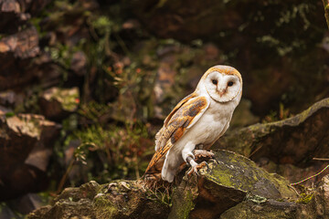 barn owl (Tyto alba) on the rock