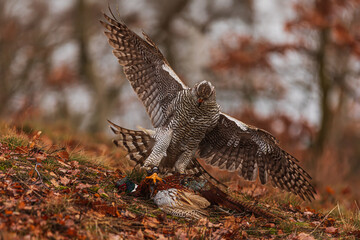 female The northern goshawk (Accipiter gentilis) in the woods with a pheasant