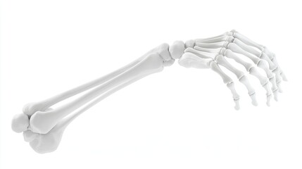 Obraz premium A 3D illustration of a human arm and hand skeleton for educational purposes.