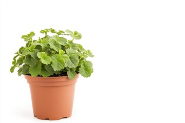 Fototapeta premium small flowerpot with green plant without flowers, leafy, placed on side of picture.