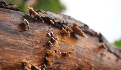 Schizophyllum commune or grigit fungus is found on dead and rotting tree trunks. This fungus grows in clusters and is white in color.