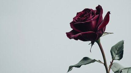 A solitary deep burgundy rose against a pale grey background, close-up shot, Minimalist style