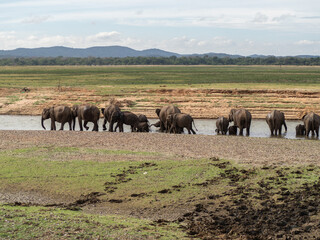 Elephants in the Mineriya National Park in Sri - Lanka