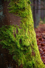 Mech na leśnym drzewie od północnej strony © Tomasz