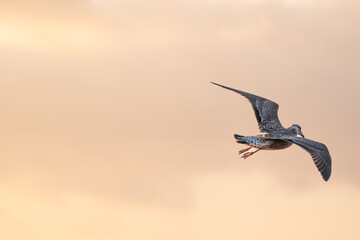 Image copyspace of seagull fly gracefully through a colorful sky during sunset