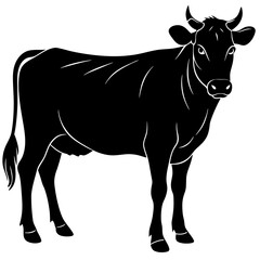 black and white cow