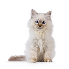 Cute Sacred Birman cat kitten, sitting up facing front. Looking attentive straight to camera with bleu eyes. Isolated on a white background.