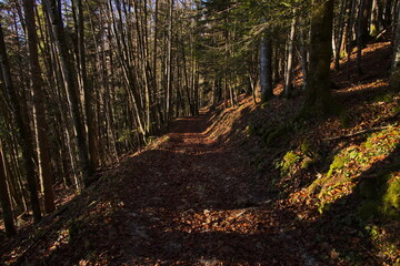 Hiking track from Posern to Rathlucken Hütte at Bad Goisern, Salzkammergut, Gmunden district, Upper Austria, Austria
