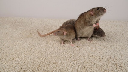 Brown and gray rats on a white carpet.