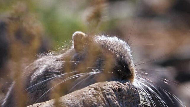 Rodent Great Gerbil (Rhombomys opimus). Portrait of the animal. Funny face of red rodent with black eyes. A widespread animal of Asia. Slow motion 2x