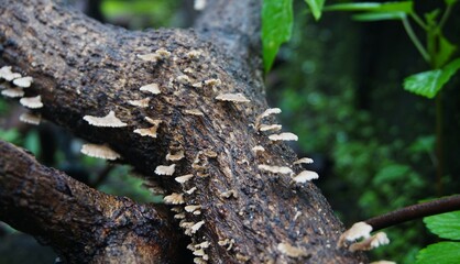 Schizophyllum's commune mushroom, aka Splitgill mushroom, on a rotting trunk, this fan is colonizing and growing on a dead tree trunk
