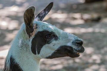 close up of a white llama