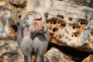 close up of a baboon