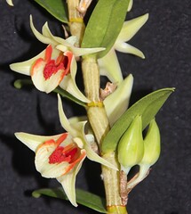 Gorgeous Green and Orange Orchid Species Dendrobium cruentum in Bloom.