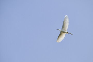 Great Egret, Ardea alba in flight