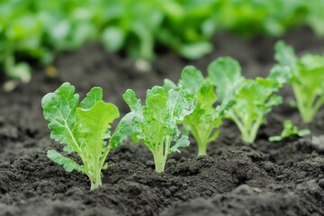 Young vegetable sprouts emerge vibrantly from the moist, rich black soil, signaling new life, growth, and the promise of a fruitful growing season ahead.