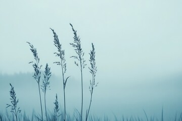 Obraz premium A serene landscape captures tall grass stems standing gracefully against a soft, misty blue backdrop, evoking tranquility and calmness in a dreamy natural setting.
