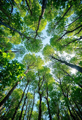 Fototapeta premium Tropical mangrove forest viewed from the ground, natural climate mitigation, enhancing carbon-neutral ecosystems, sustainability efforts