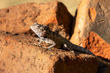 A common garden lizard from Sri Lanka