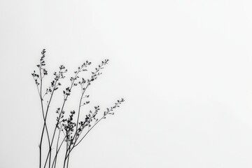 Thin, delicate branches and sprigs strike a stark contrast against a white background, emphasizing their fragile beauty and creating an elegant, minimalist silhouette. Elegance in fragility.
