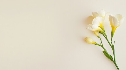 Obraz premium A solitary pale yellow freesia against a soft cream background, close-up shot, Minimalist style