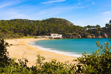 Fototapeta premium Playa del Castell con arena dorada, agua turquesa y rodeada de bosque mediterráneo.