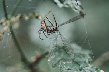 spider versus dragonfly