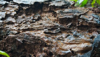 dead and rotting wood with a unique cracked and hollow texture, perfect for your background