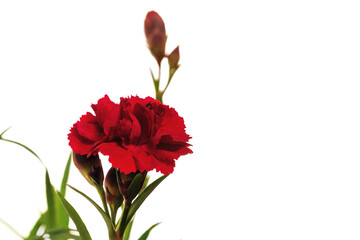 Carnation flower and buds isolate for design.