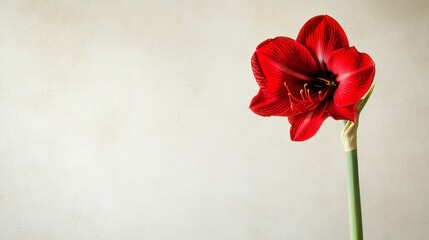 A solitary red amaryllis flower set against a soft beige background, close-up shot, Minimalist style