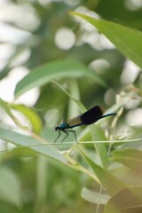 a black and blue dragonfly is hidden among the leaves