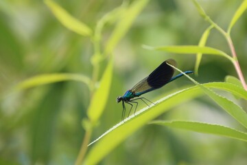 a black and blue dragonfly is hidden among the leaves