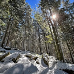 Beautiful European forest in winter, nestled in the picturesque Bohemian Forest, is a winter...