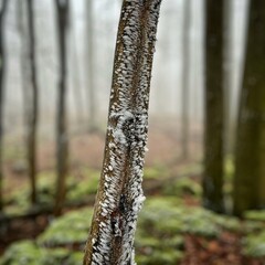 Beautiful European forest in winter, nestled in the picturesque Bohemian Forest, is a winter...