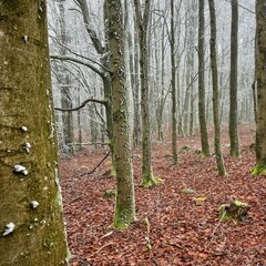 Beautiful European forest in winter, nestled in the picturesque Bohemian Forest, is a winter...