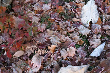 きれいに色褪せた落葉の模様