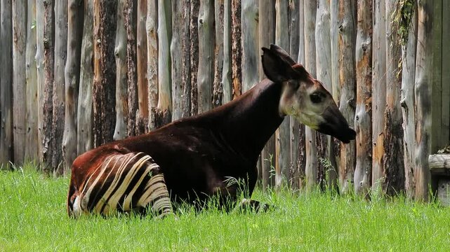 Okapi resting in lush green grass near a wooden fence at a wildlife sanctuary in the afternoon sun