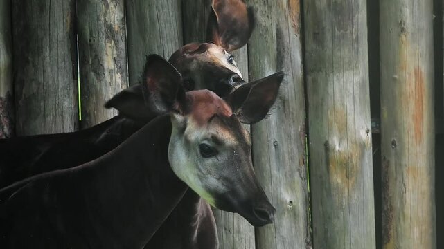 okapi rests in the lush green grass near a wooden fence in the reserve.