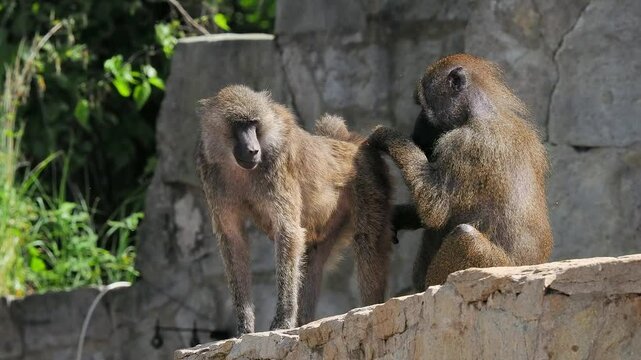 two baboons looking for fleas rocky ledge in a natural habitat during daylight hours