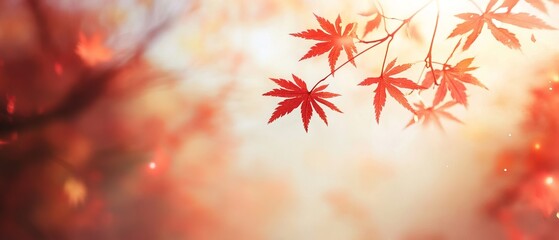 Fototapeta premium Vibrant red maple leaves gracefully adorning tree branches during peak autumn season in serene natural outdoor setting