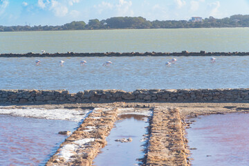 Formentera lago salado de la Savina, Salinas de Ferrer, con flamencos
