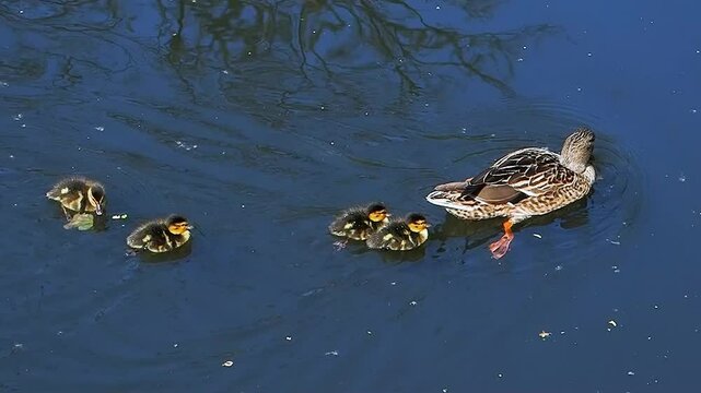 Mallard ducks swimming with their ducklings in a calm pond on a sunny day
