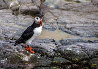 Fototapeta premium Inner Farne, Northumberland, England.