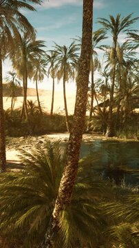 Palm trees in desert Liwa dunes