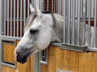A beautiful white race horse looking away in stable door