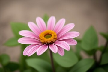 Obraz premium Beautiful Flower