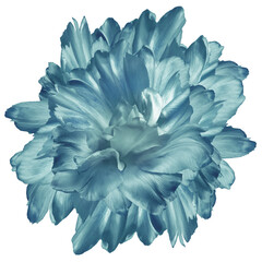 Tulip flower  on  isolated background with clipping path. Closeup. For design. Nature.  Transparent background.	