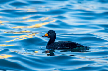 A male Black Duck (Melanitta nigra) at Qualicum Beach in British Columbia, Canada
