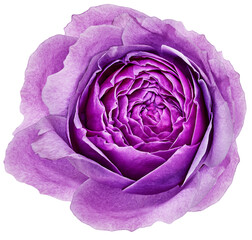 Obraz premium Rose flower on isolated background with clipping path. Closeup. For design. Transparent background. 