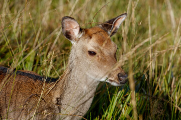 Close-up of a young deer grazing in tall grass.  Focus on the deer's head and neck.